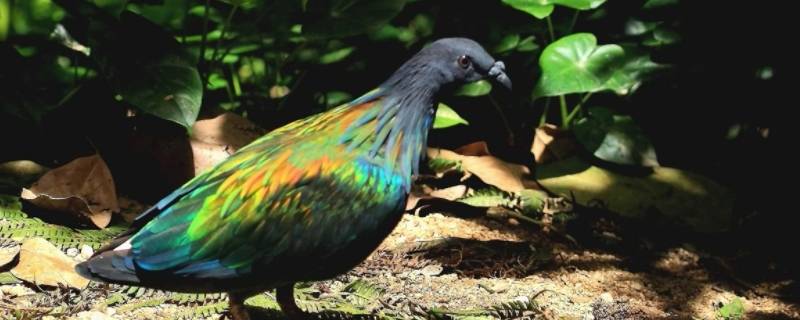 尼柯巴鸠中国有吗（尼柯巴鸠的价格）