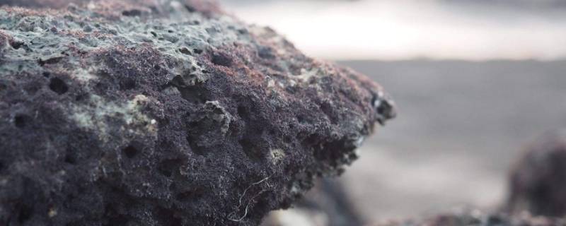 藻礁是什么（藻礁是什么样子）