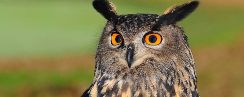 猫头鹰吃老鼠吗（猫头鹰吃老鼠不）