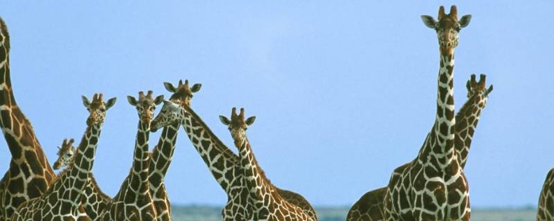 长颈鹿有什么特点（长颈鹿有什么特点和本领）