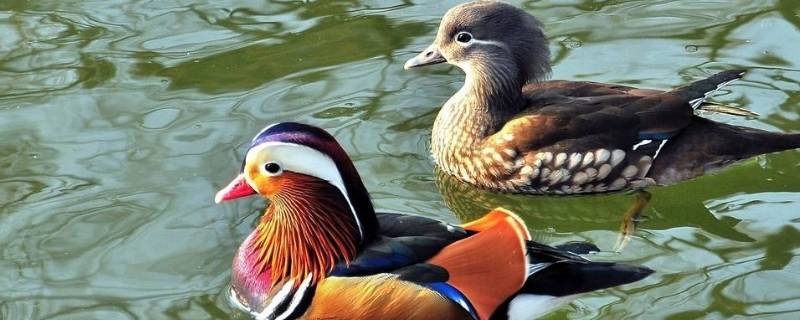 古人以什么命名雄鸟 雌雄的特征非常明显古人以什么命名雄鸟