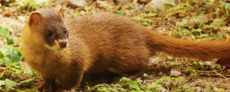 黄鼠狼吃什么食物 黄鼠狼吃什么食物为主