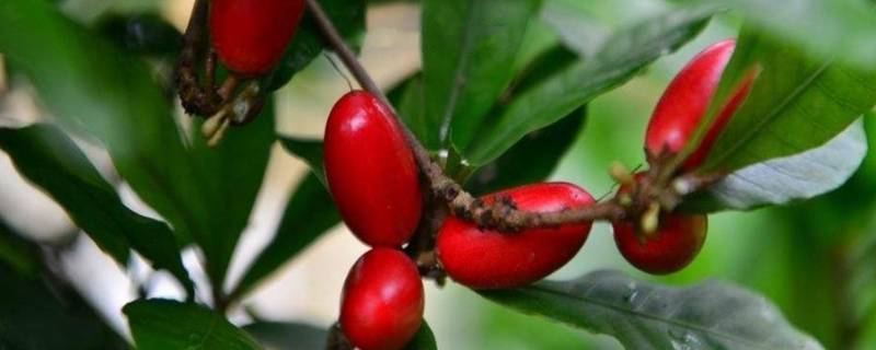 神秘果为何可以将酸转甜（神秘果为何可以将酸转甜答案是什么）