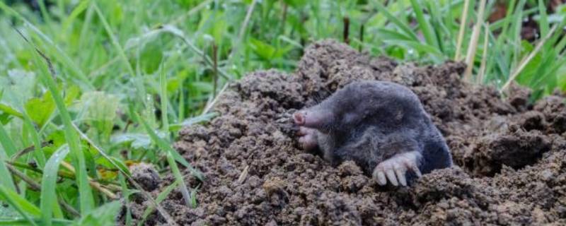 地底下生活着哪些小动物（地底下生活的动物有哪些）