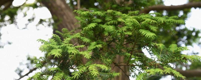 香榧子是啥东西 香榧是什么东西?