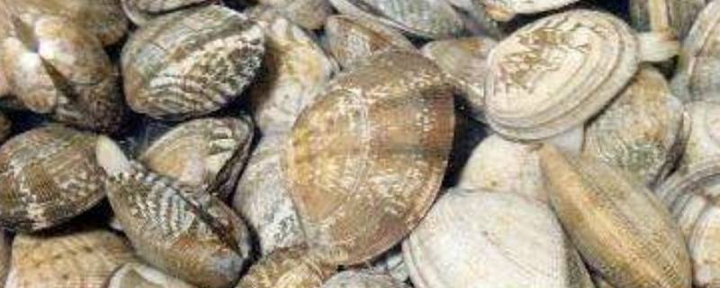 比花甲大一点的贝壳叫什么 跟花甲差不多的贝壳