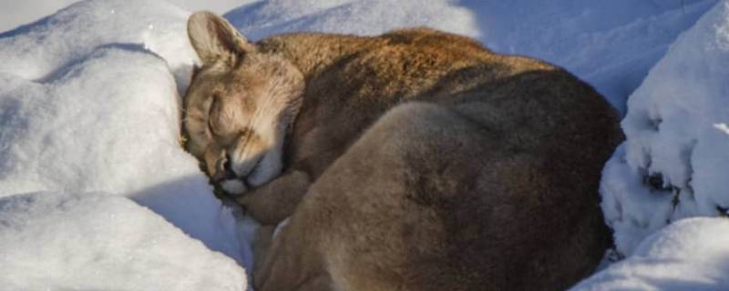 冬眠是一直睡吗（冬眠吗?为什么?）