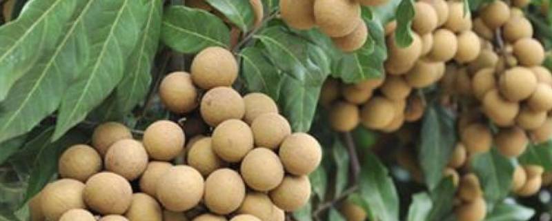 龙眼是不是桂圆（龙眼是不是桂圆晒干之后的东西）