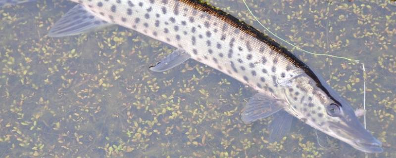 泥巴狗子是什么鱼（泥狗鱼图片）