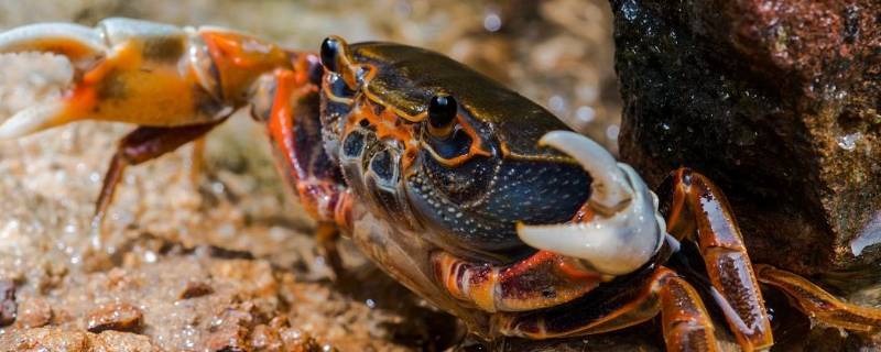 螃蟹放水里一晚上会死吗 螃蟹放水里一天会死吗