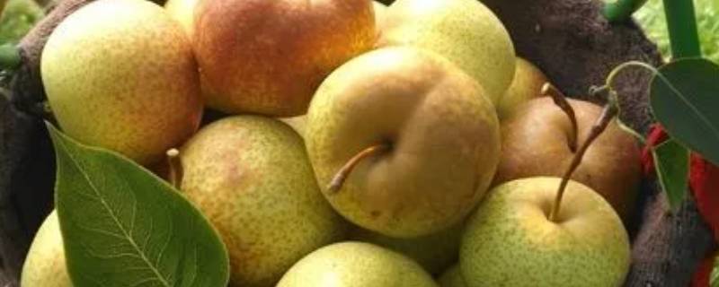 酸梨是寒性还是热性 酸梨是热性还是凉性