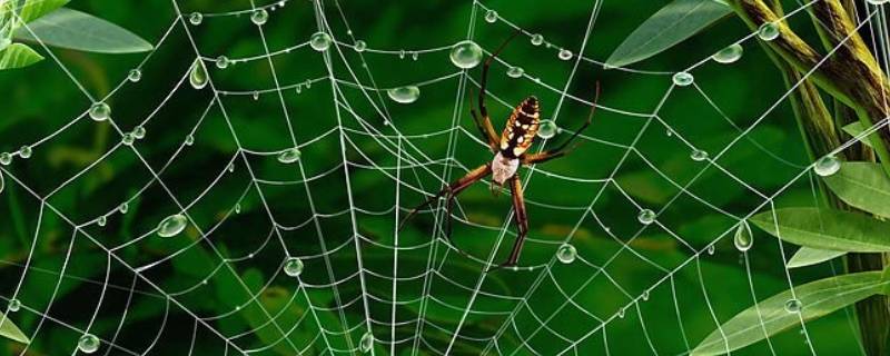 蜘蛛喜欢吃什么（蜘蛛一般喜欢吃什么）