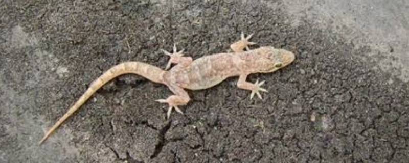 壁虎怎么赶走 家里有壁虎怎么赶走