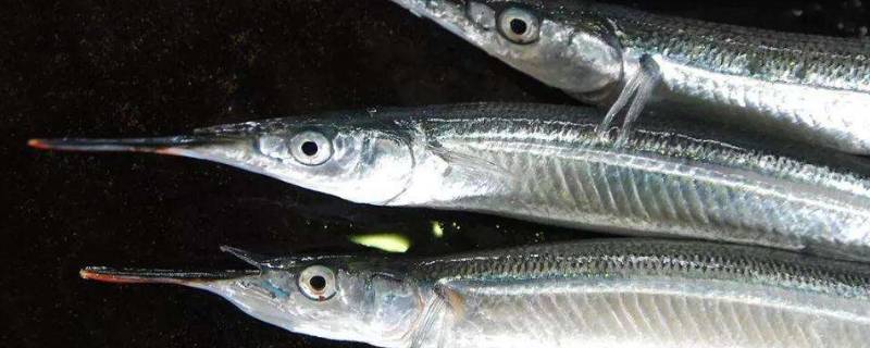 尖嘴鱼有哪几种 尖嘴鱼有哪几种图片