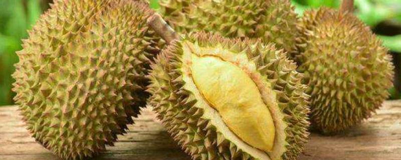 榴莲和什么水果是夫妻果 榴莲为什么叫夫妻果