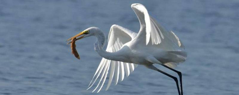 白鹭羽毛的特点是什么 白鹭的羽毛是什么颜色的它的形态是怎样的