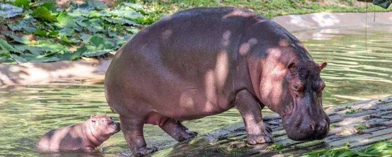 河马会游泳吗 河马会游泳吗 百度百科