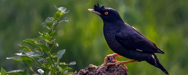 八哥和乌鸦的区别（八哥和乌鸦的区别图片 八哥鸟）