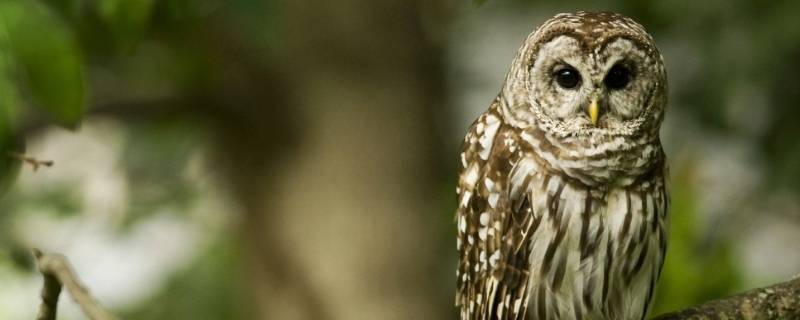 猫头鹰的叫声怎么形容 猫头鹰叫声的形容词