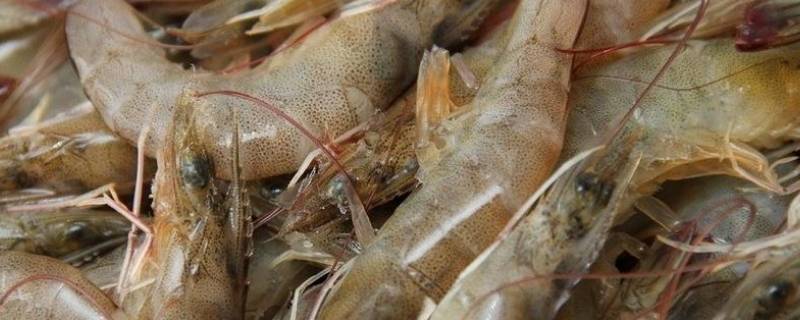虾下面那条线是什么（虾的下面是虾线吗）