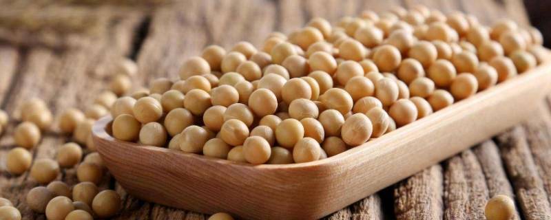 绿皮黄豆和黄皮黄豆有啥区别（绿皮黄豆好还是黄豆好）