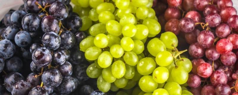 提子可以放几天 提子放多久不能吃?