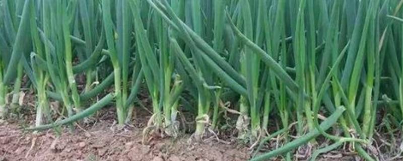 葱的味道是什么味道（葱的味道是什么样子）