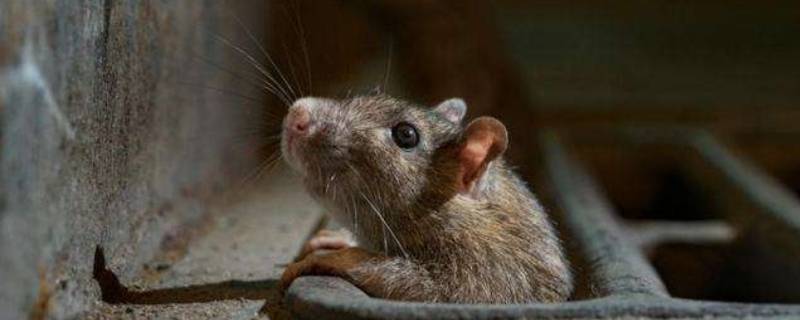 为什么冬天家里容易进老鼠 冬天会有老鼠吗