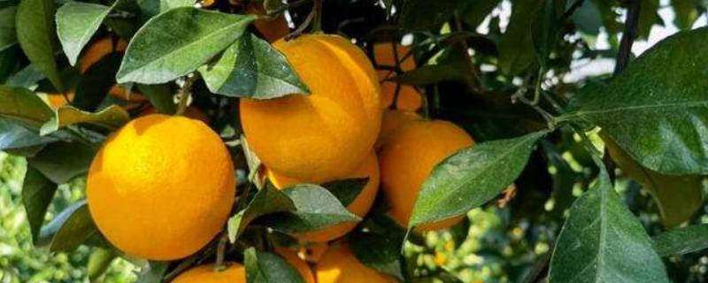 麻阳橙产地是哪里的（麻阳橙子产地）