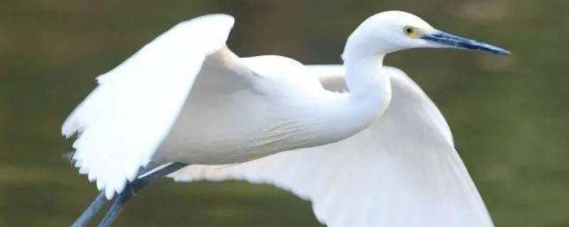 白鹭大约多高（白鹭大约有多长多高）