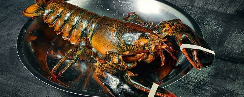 波龙放冰箱能活吗 大波龙可以放冰箱里面保鲜吗