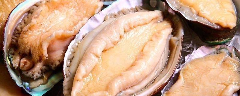 怎么清洗鲍鱼 怎么清洗鲍鱼壳上面的东西