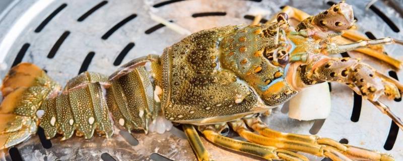 青龙虾怎么保存才新鲜 熟龙虾怎么保鲜存放