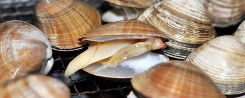 蚬子肉怎么清洗（蚬子肉怎么清洗图解）