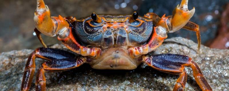 11月螃蟹吃公的还是母的（11月的螃蟹吃公的还是母的）