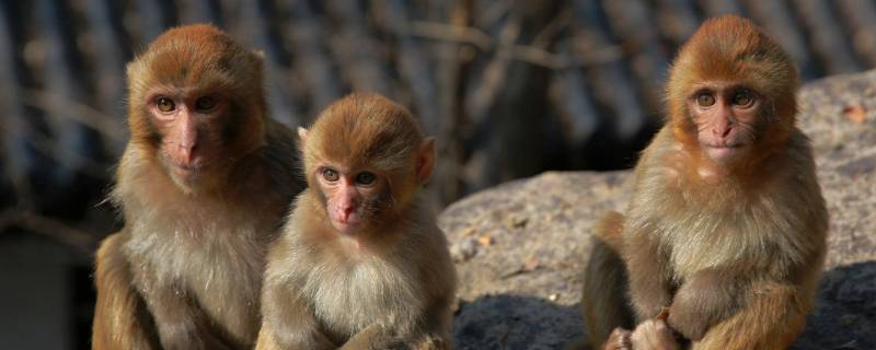 猴子是怎么叫的 猴子是怎么叫的声音播放