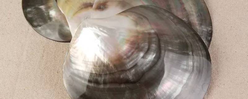 珍珠母贝是什么东西 母贝是珍珠吗