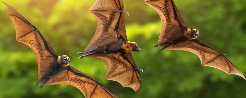 蝙蝠睡觉的姿势是什么样子 蝙蝠休息和睡觉时保持什么姿势