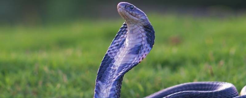 蛇的家叫什么（蛇的家叫什么写两个）