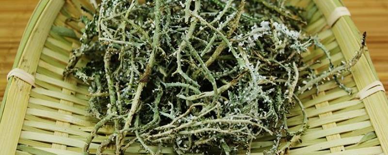 真正的鹿角菜是什么样（什么是鹿角菜?）