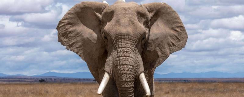 大象为何总杀犀牛河马（大象 犀牛 河马）