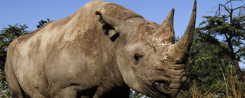 犀牛喜欢吃什么 犀牛喜欢吃什么食物图片