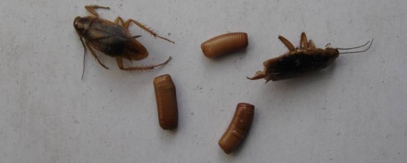 蟑螂卵长什么样的 蟑螂的卵长什么样子