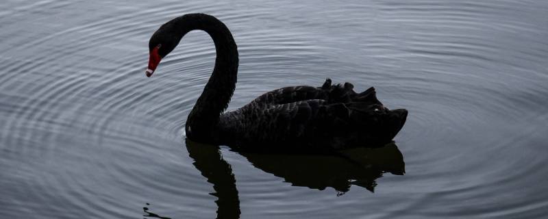 黑天鹅吃什么（黑天鹅吃什么食物为主）