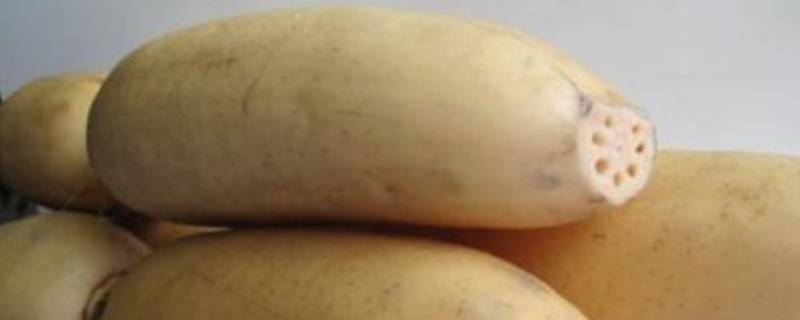 莲藕放冰箱可以放多久（藕可以放冰箱吗?莲藕放冰箱能保存多久?）