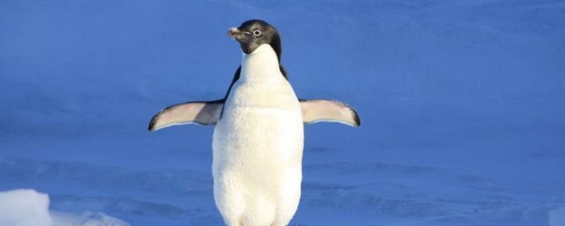 哪些东西不怕冷 最不怕冷的东西是什么