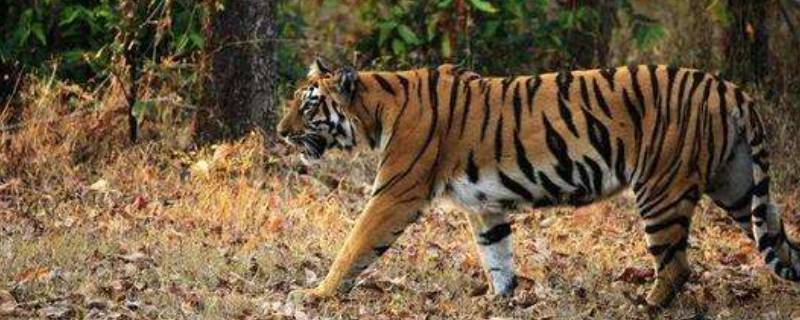 老虎的种类有哪几种（老虎的种类有哪些）