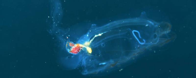 樽海鞘是鱼吗 樽海鞘的生物学特征