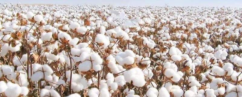 旧棉花被翻新能变干净吗（旧棉被二次翻新棉花用洗吗）