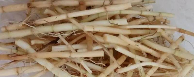 茅根是什么 茅根是什么图片